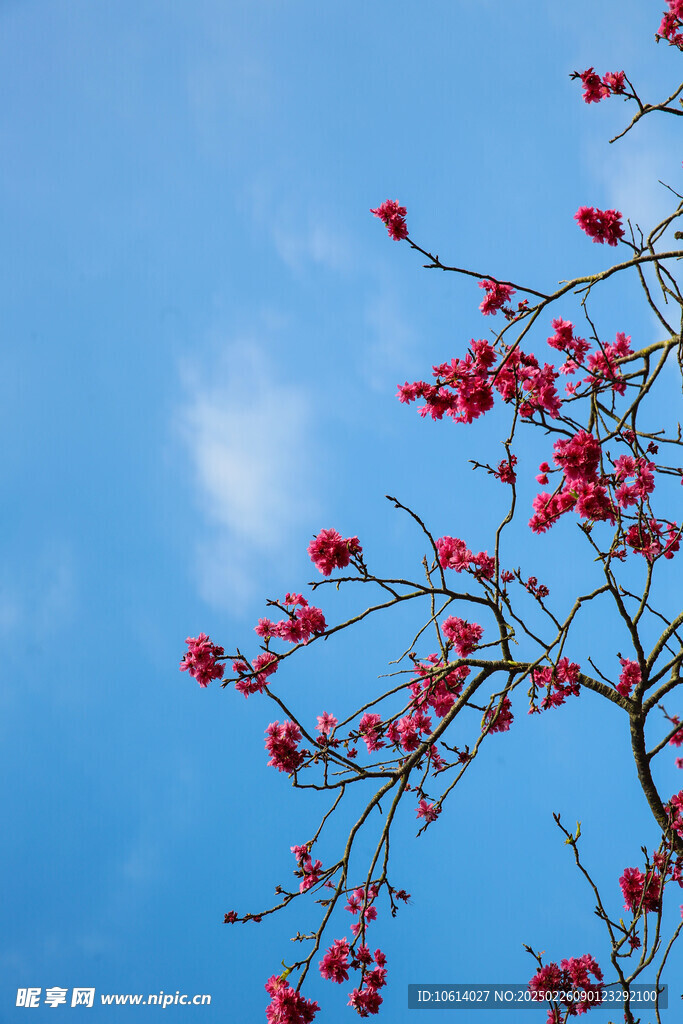 桃花