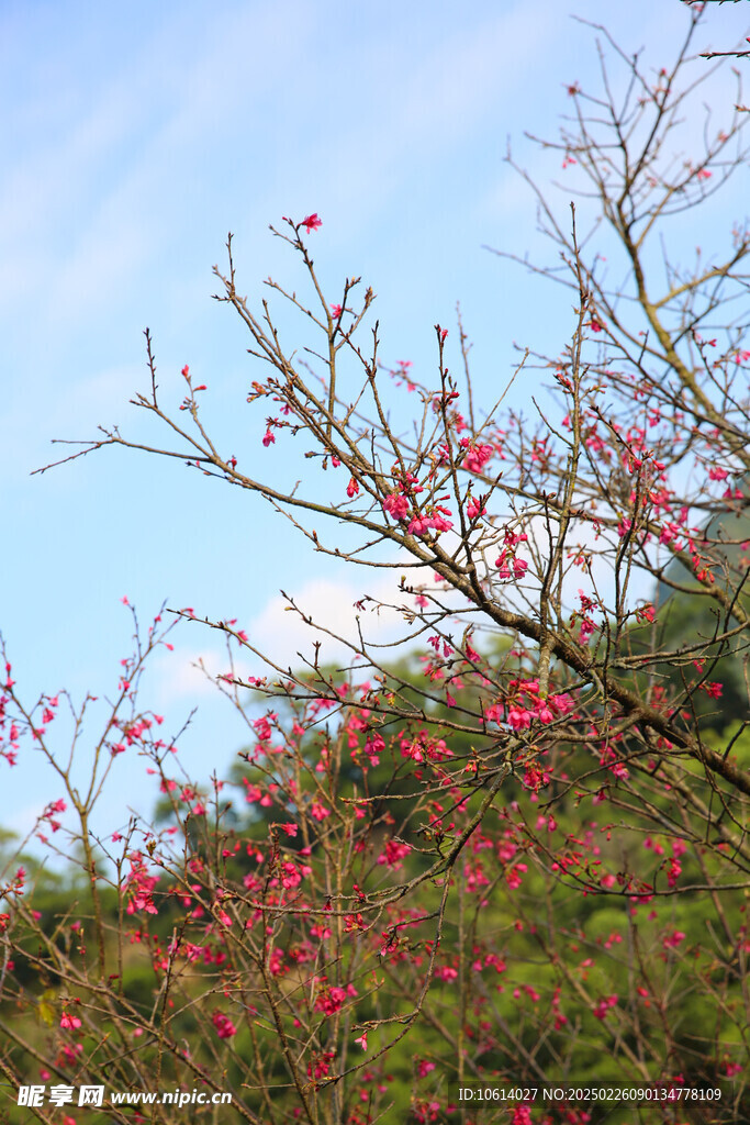 桃花