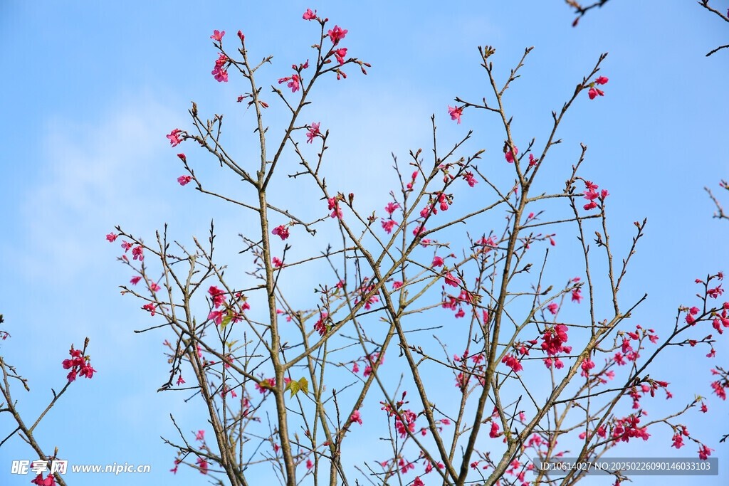 桃花