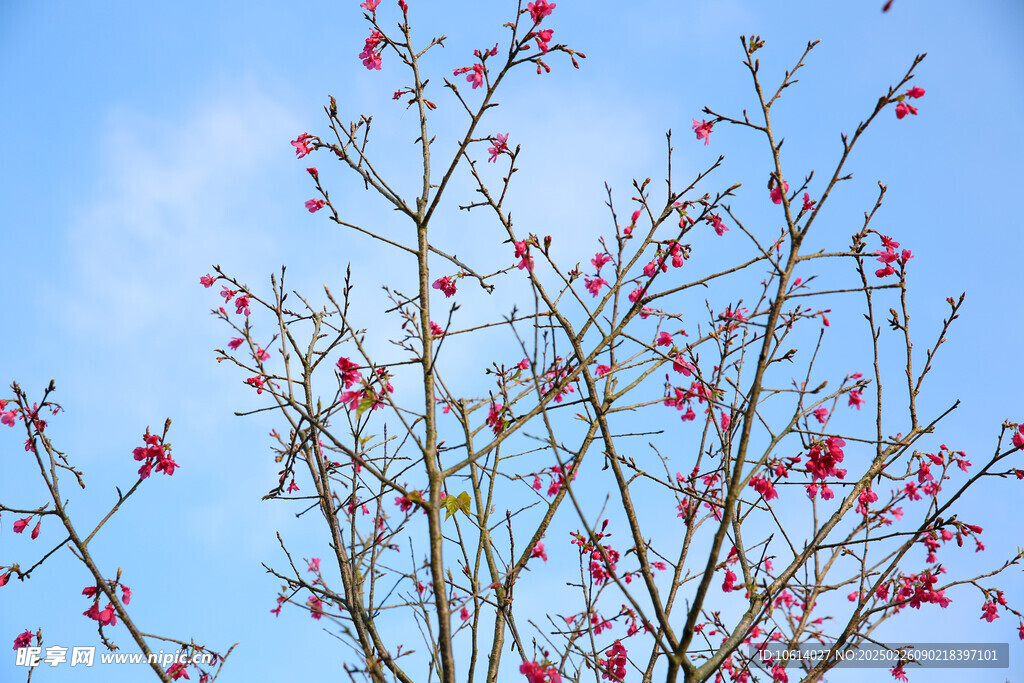 桃花