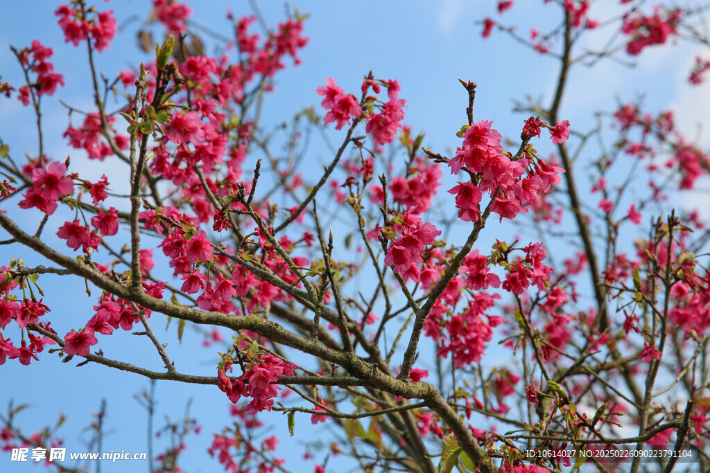 桃花