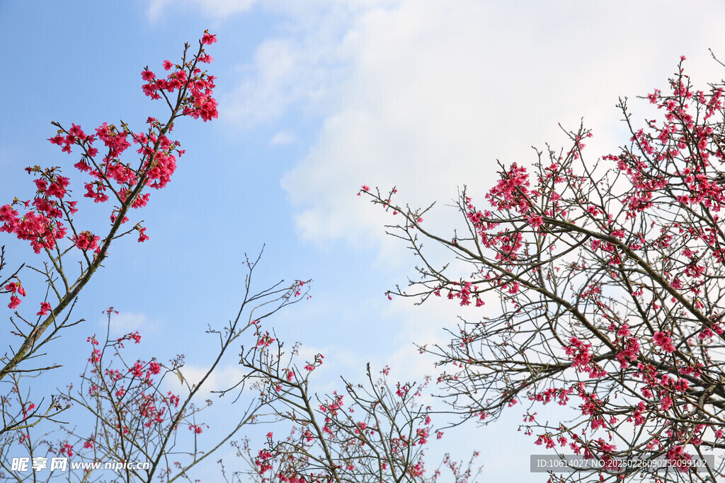 桃花