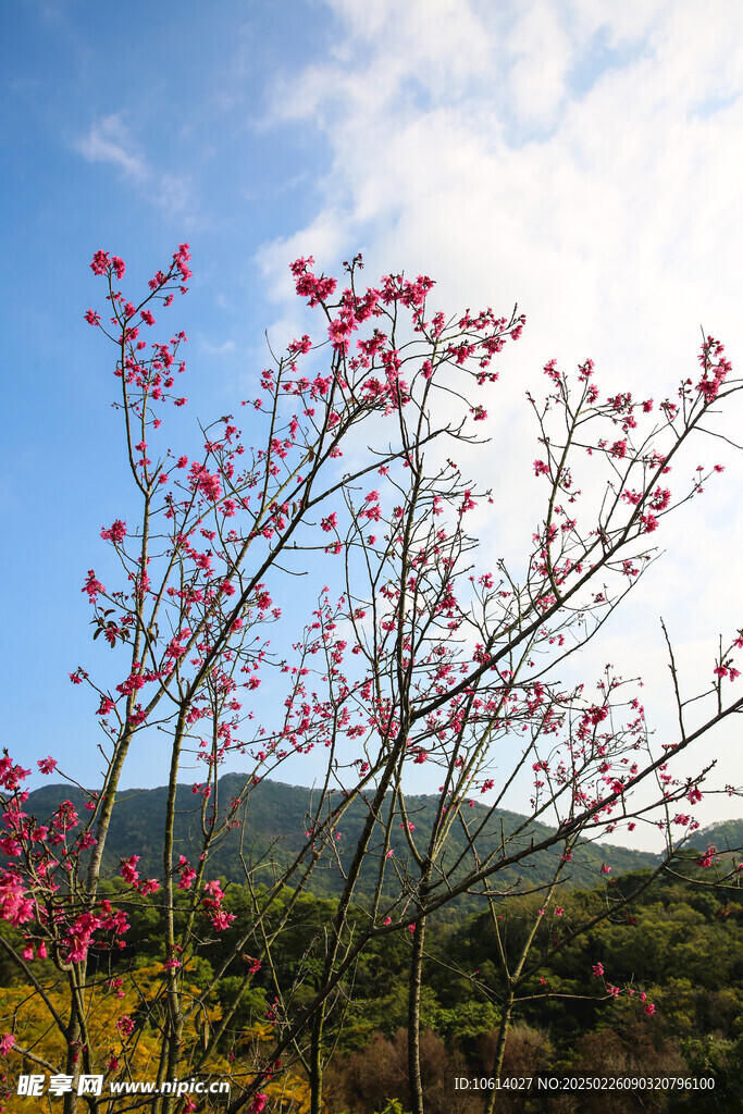 桃花