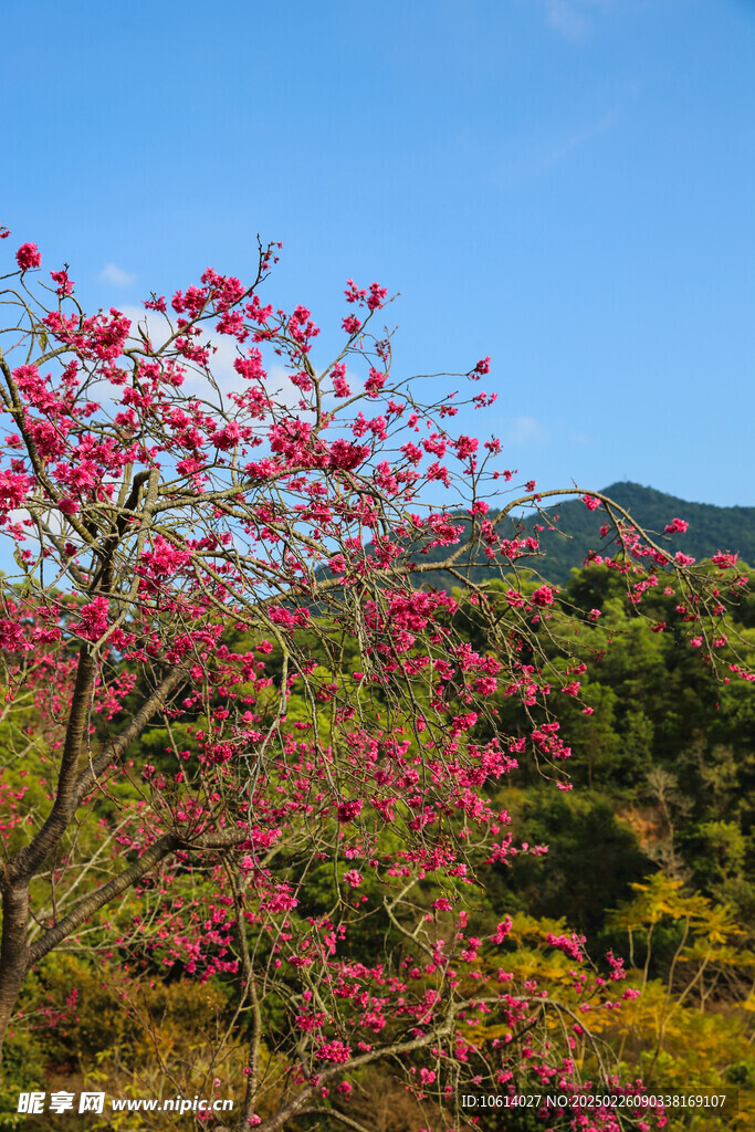 桃花