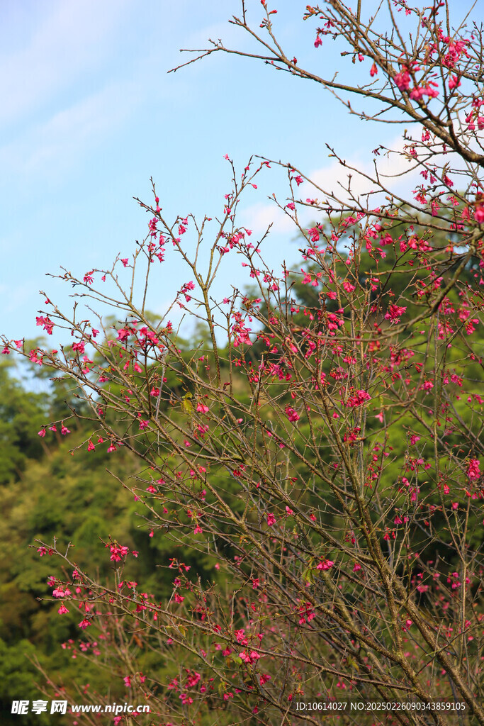 桃花