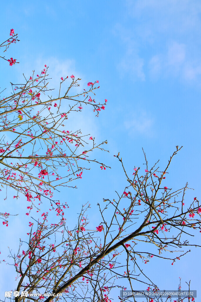 桃花