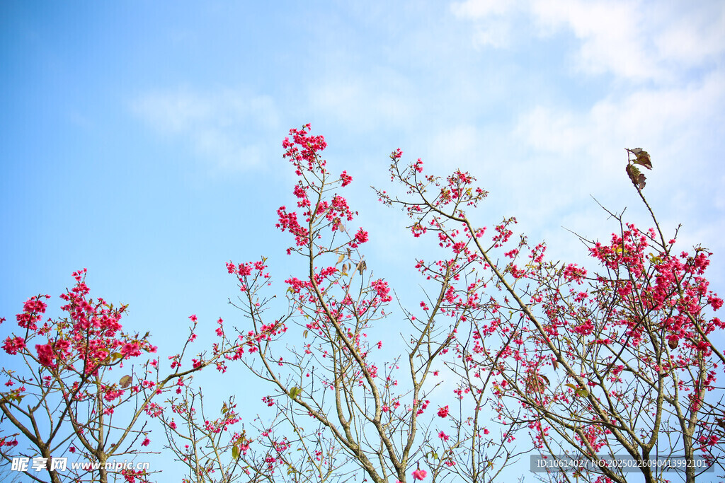 桃花