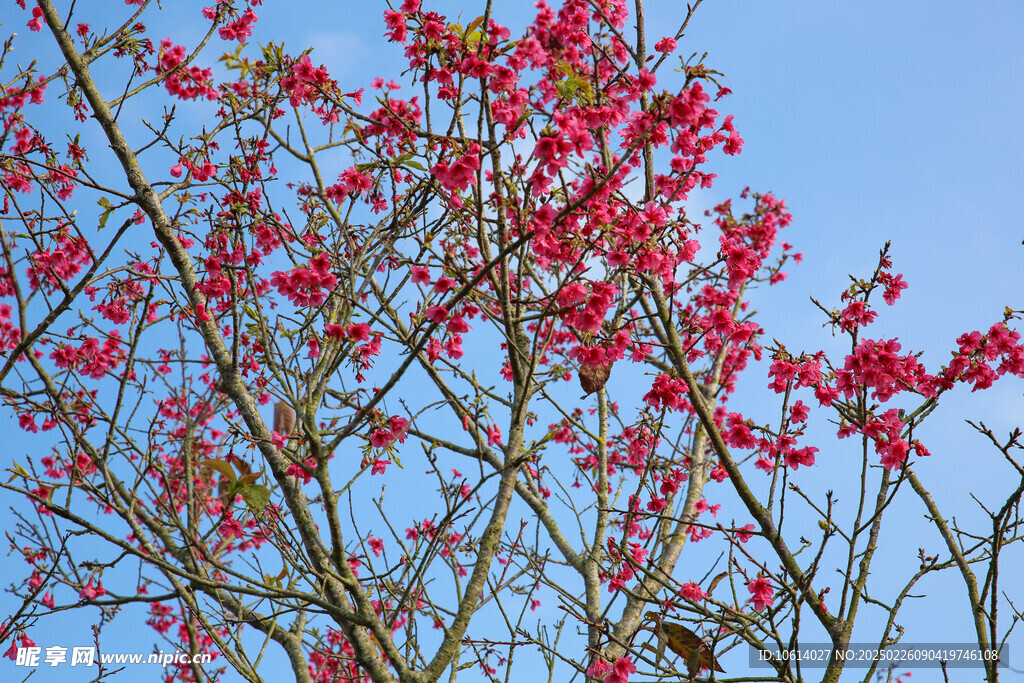 桃花