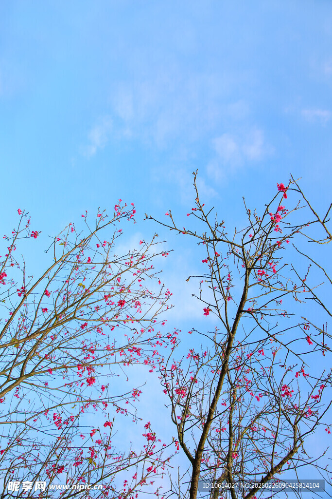桃花