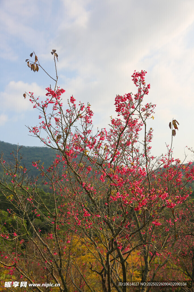 桃花