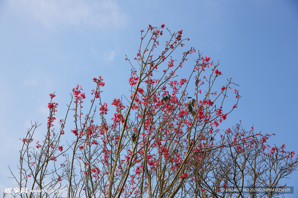 桃花