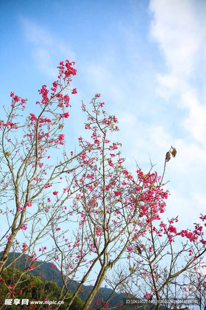 桃花