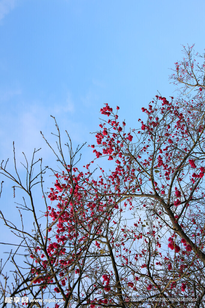 桃花