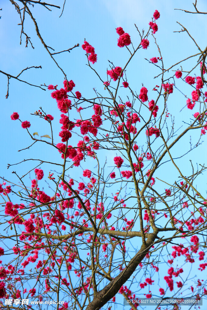 桃花