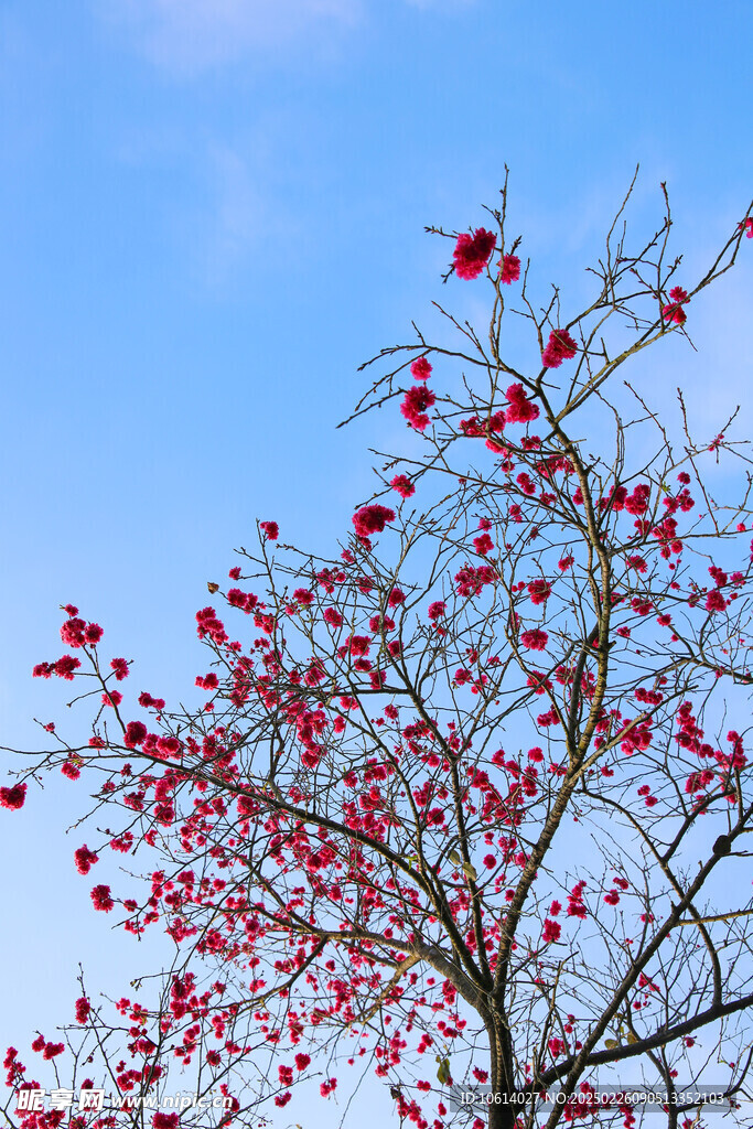 桃花