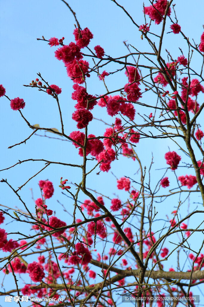 桃花