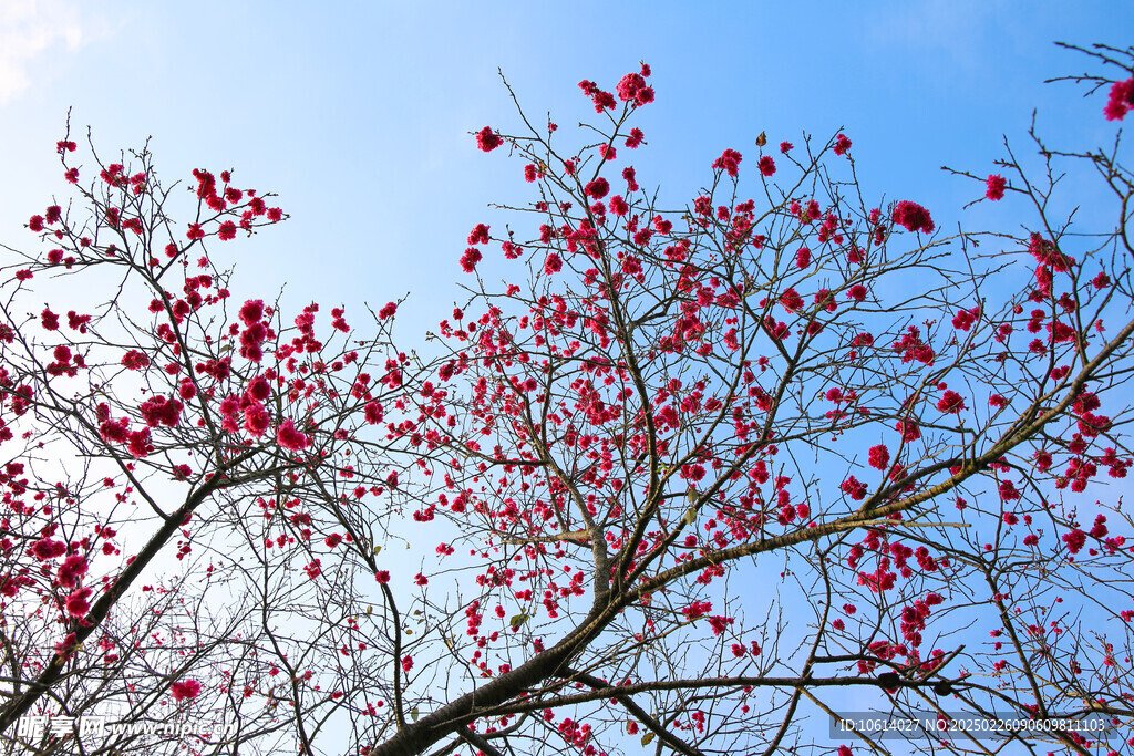 桃花