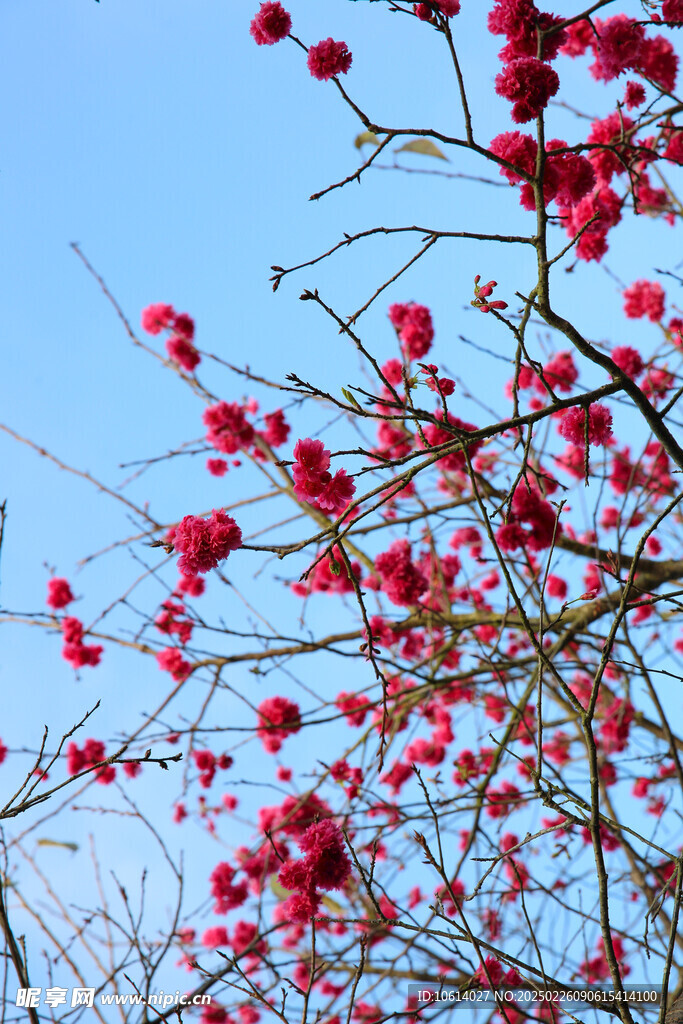 桃花