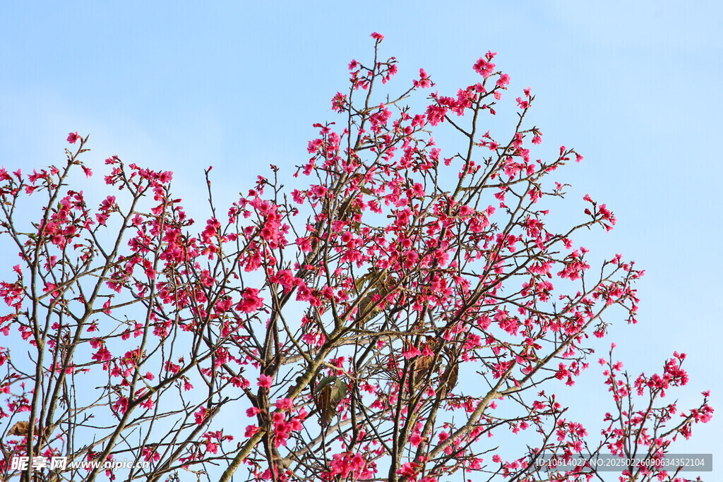 桃花