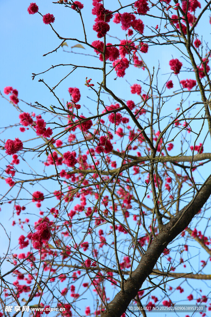 桃花