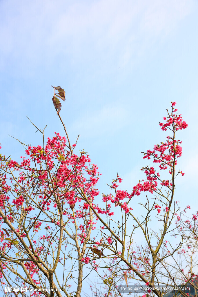 桃花