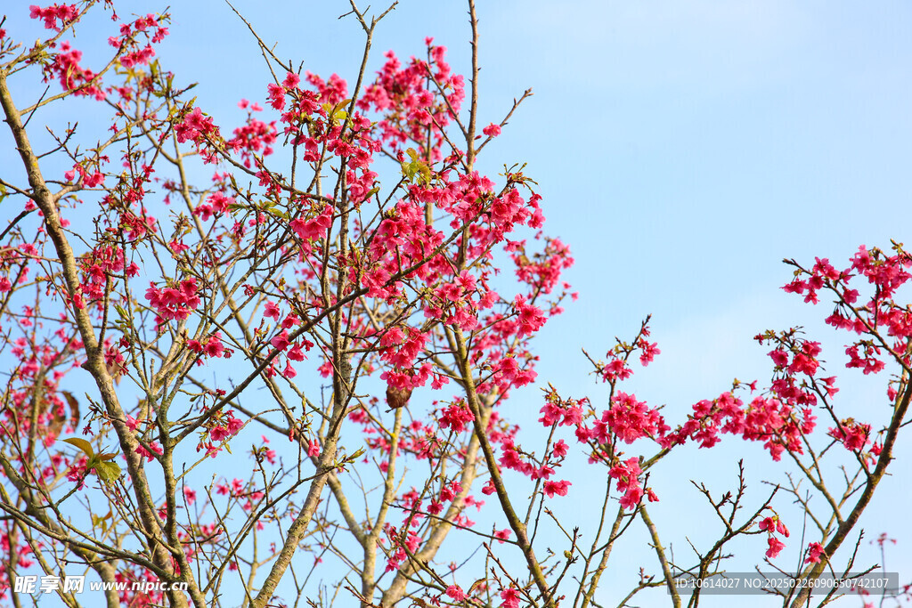 桃花