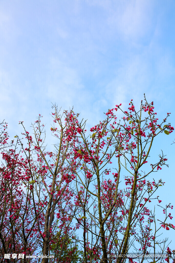 桃花