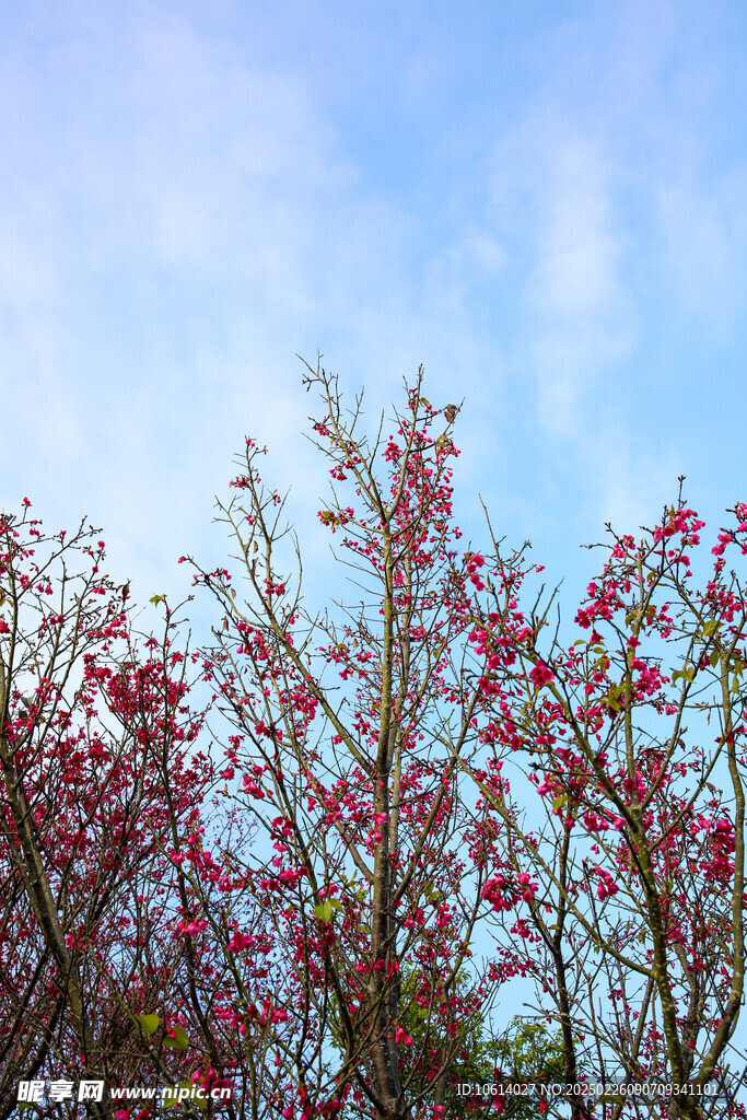 桃花