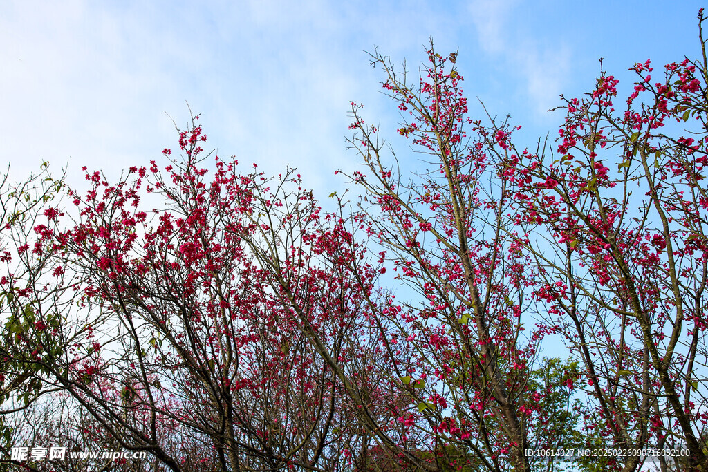 桃花