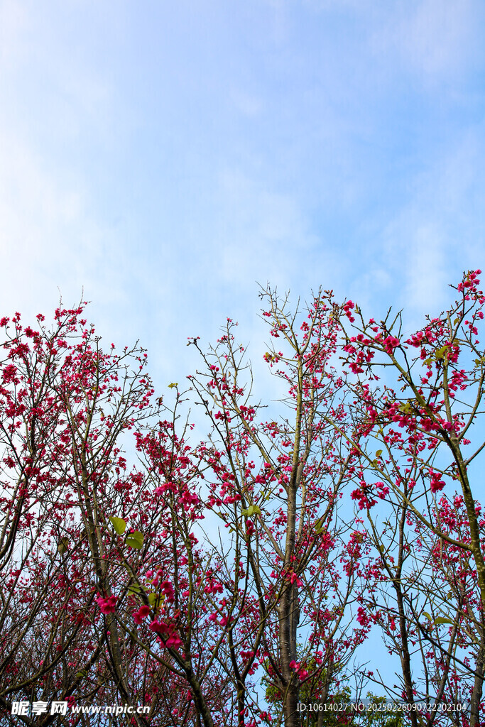 桃花