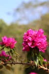 仙湖 植物园 鲜花 红花 春天