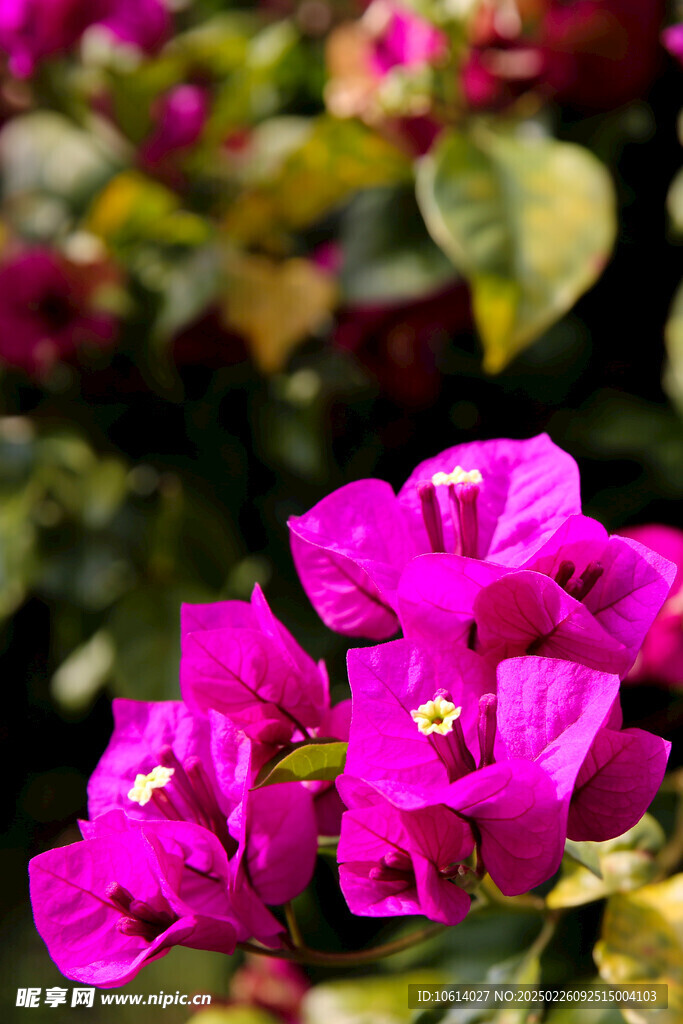 仙湖 植物园 鲜花 红花 春天