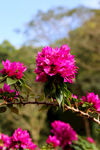 仙湖 植物园 鲜花 红花 春天