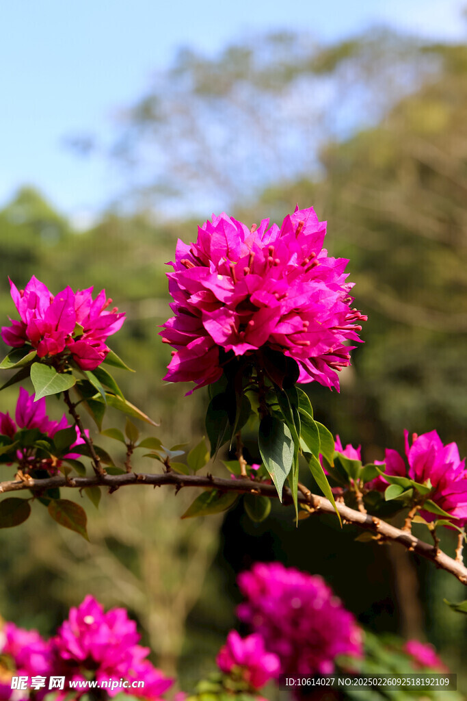 仙湖 植物园 鲜花 红花 春天