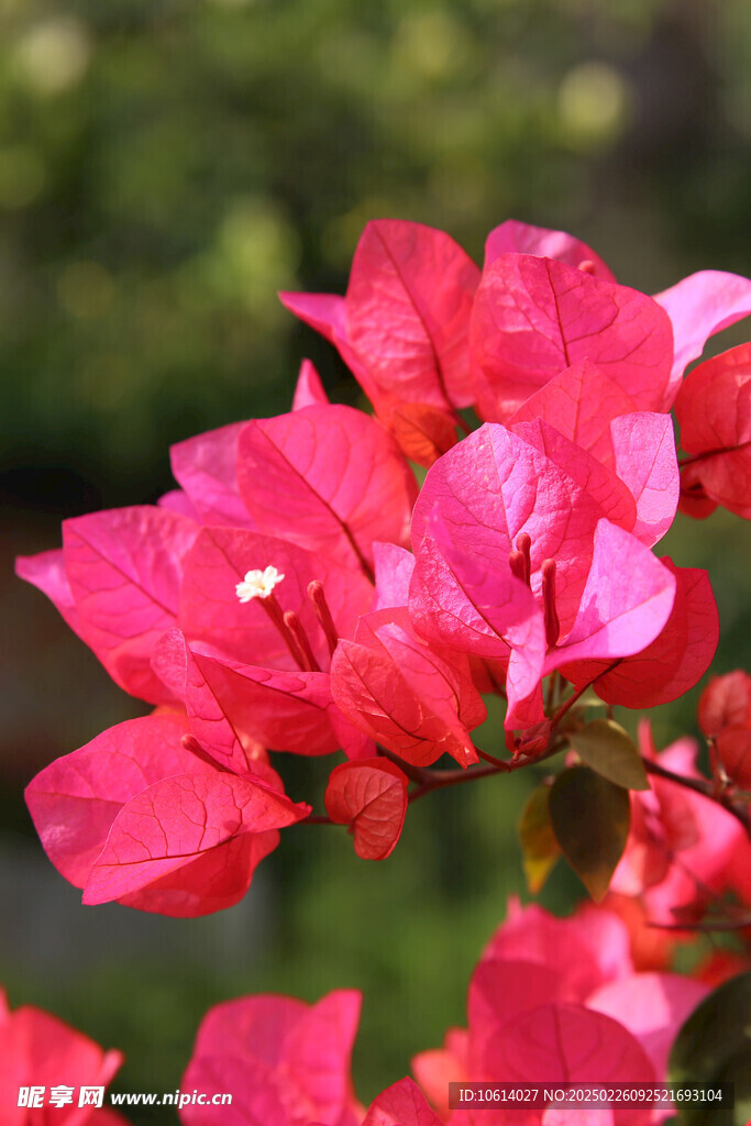 仙湖 植物园 鲜花 红花 春天