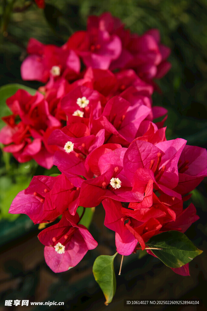 仙湖 植物园 鲜花 红花