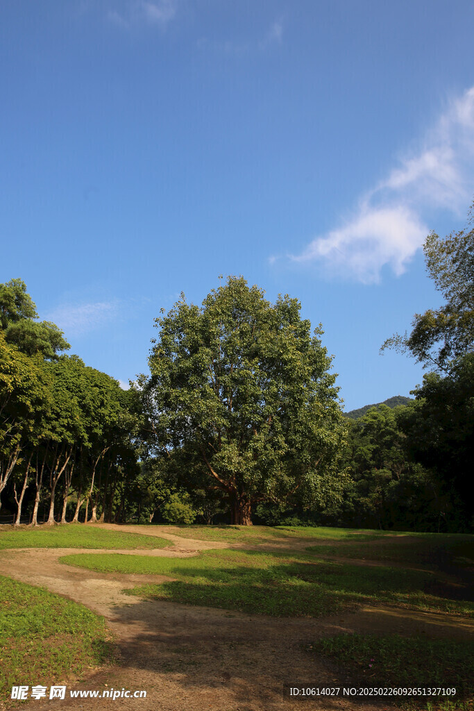 仙湖 植物园 榕树