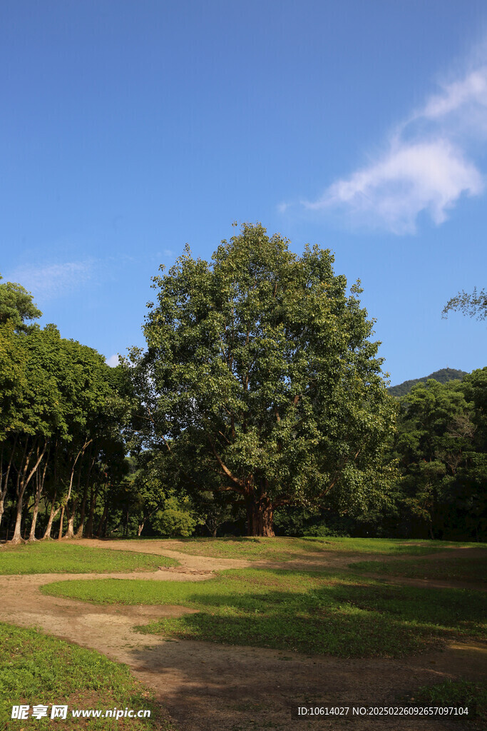 仙湖 植物园 榕树