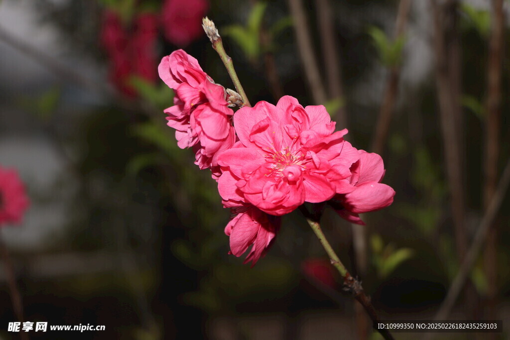 桃花