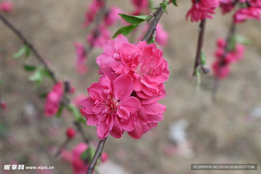 桃花
