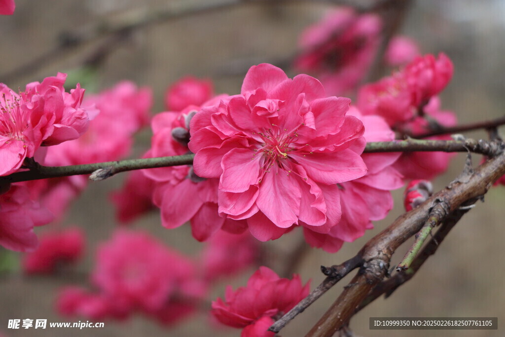 桃花