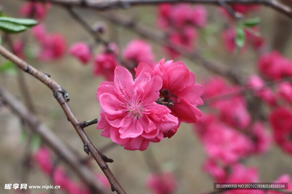 桃花