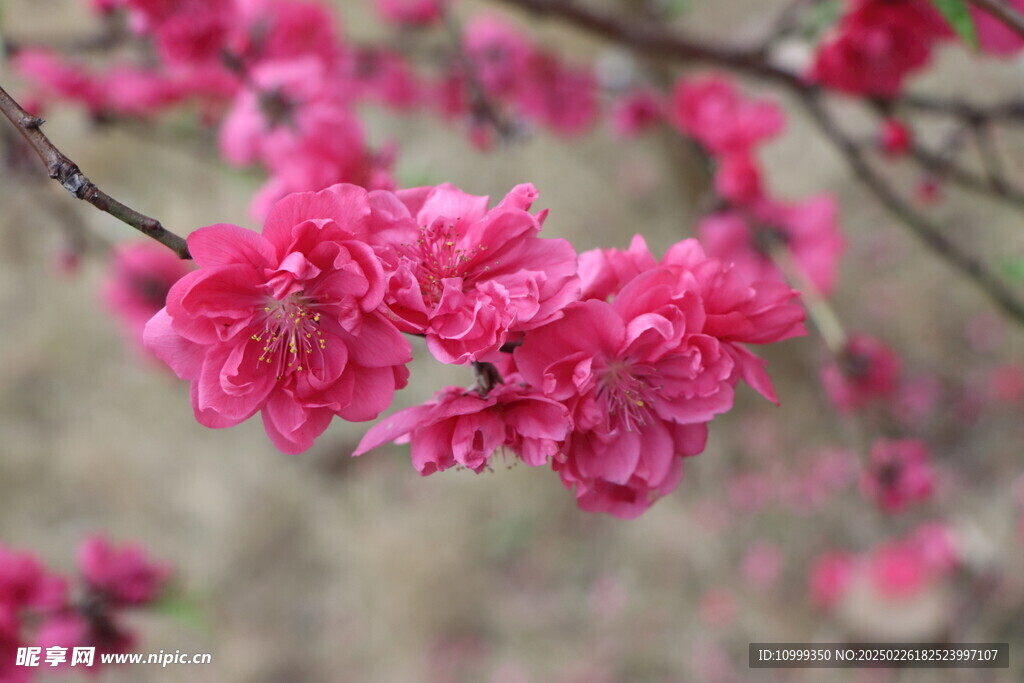 桃花