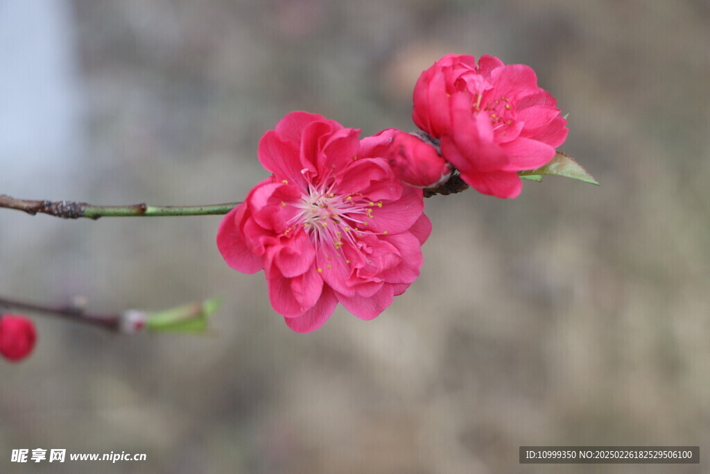 桃花