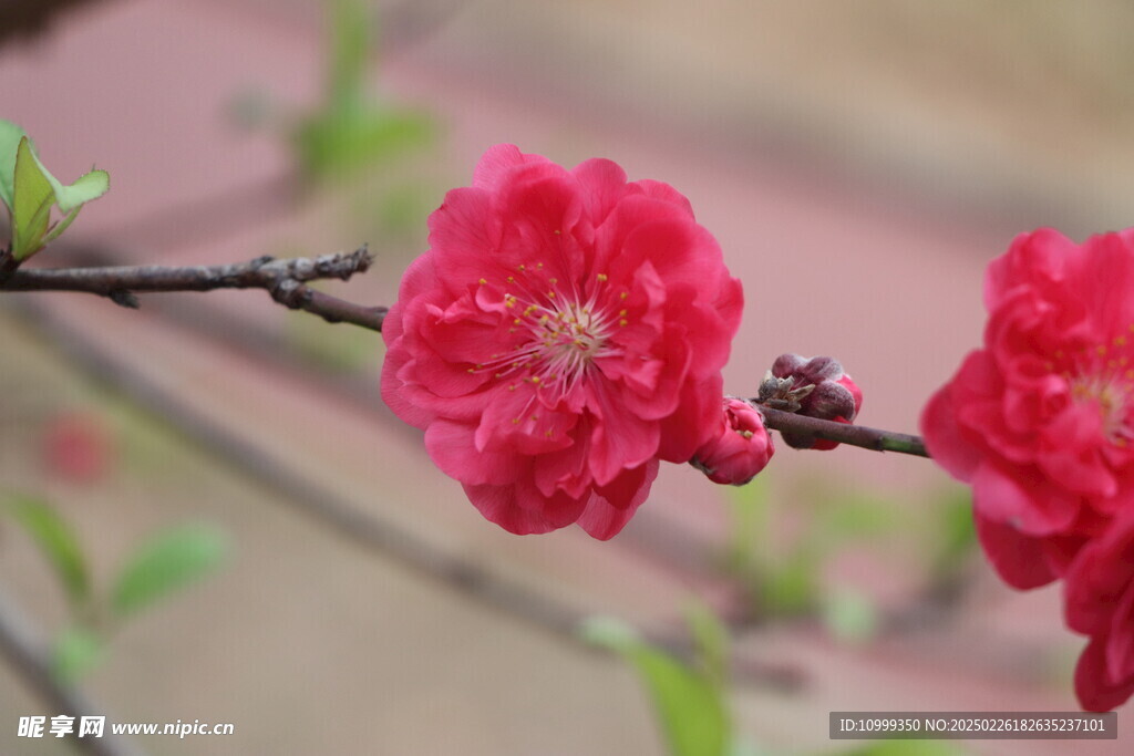 桃花