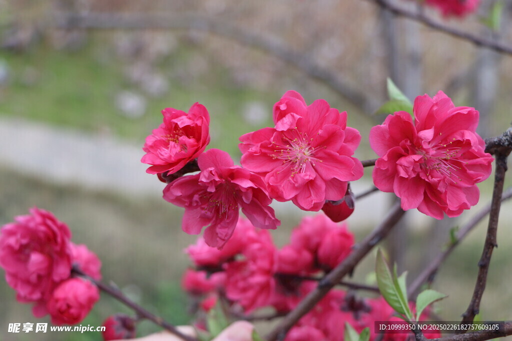 桃花