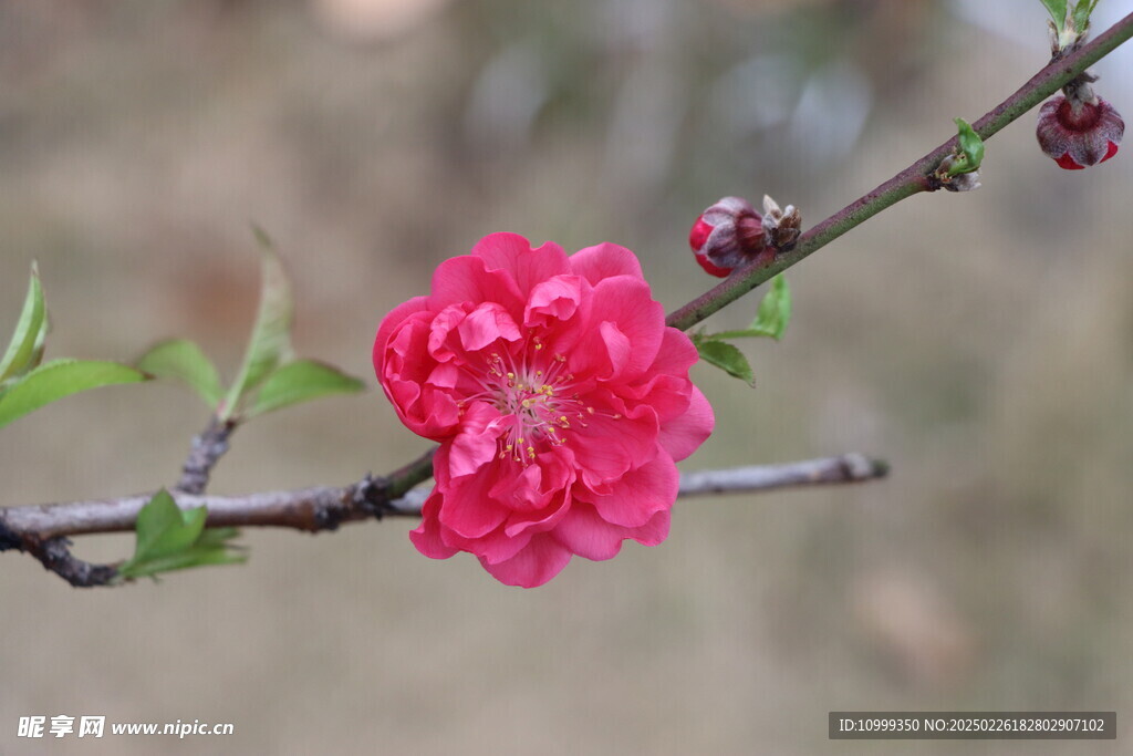 桃花