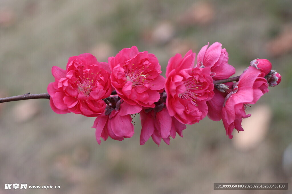 桃花