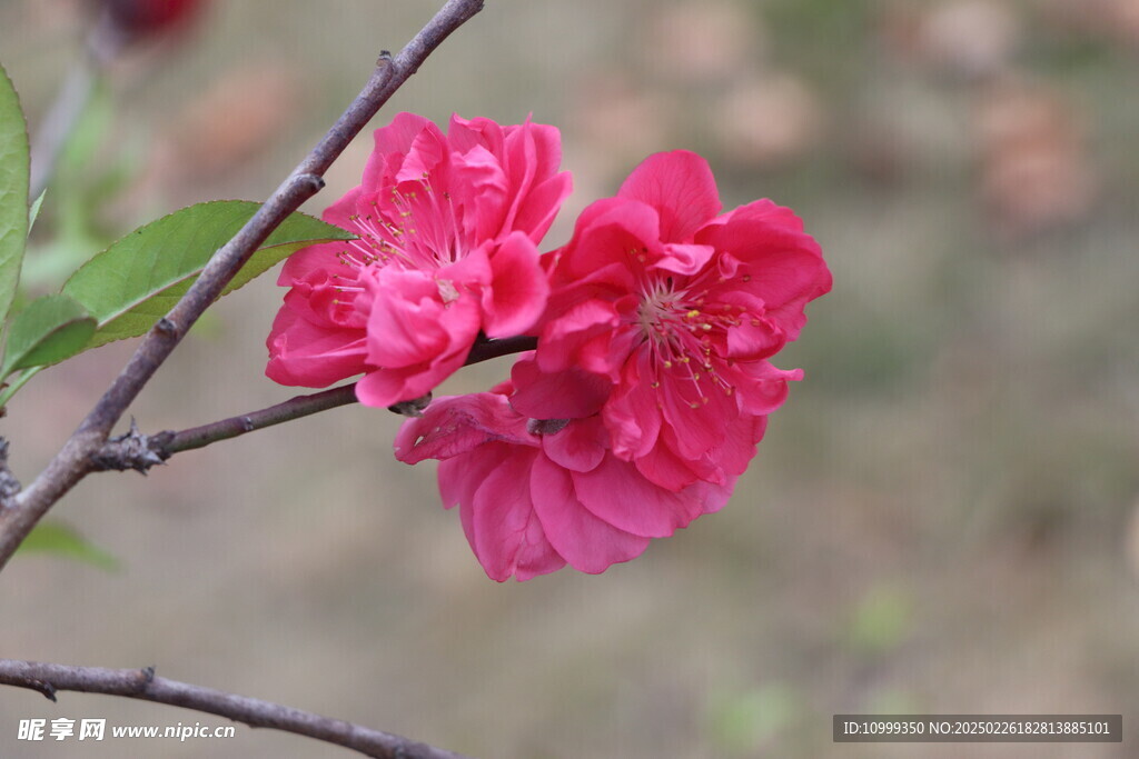 桃花