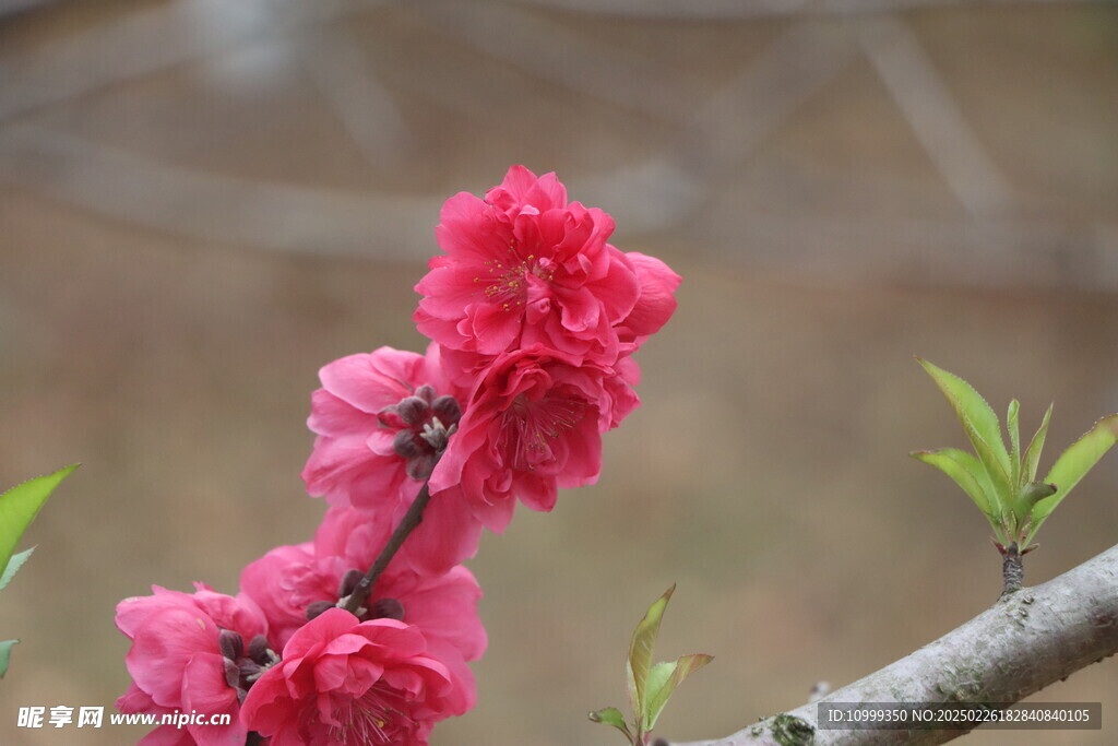桃花